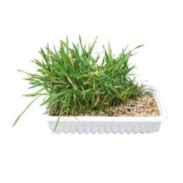 Trixie Katzengras-Schale ca. 100 g