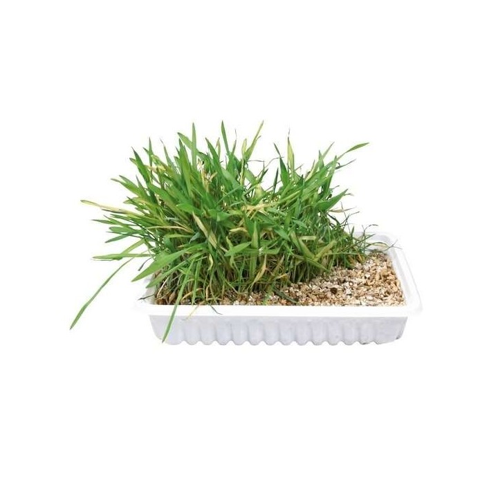 Trixie Katzengras-Schale ca. 100 g