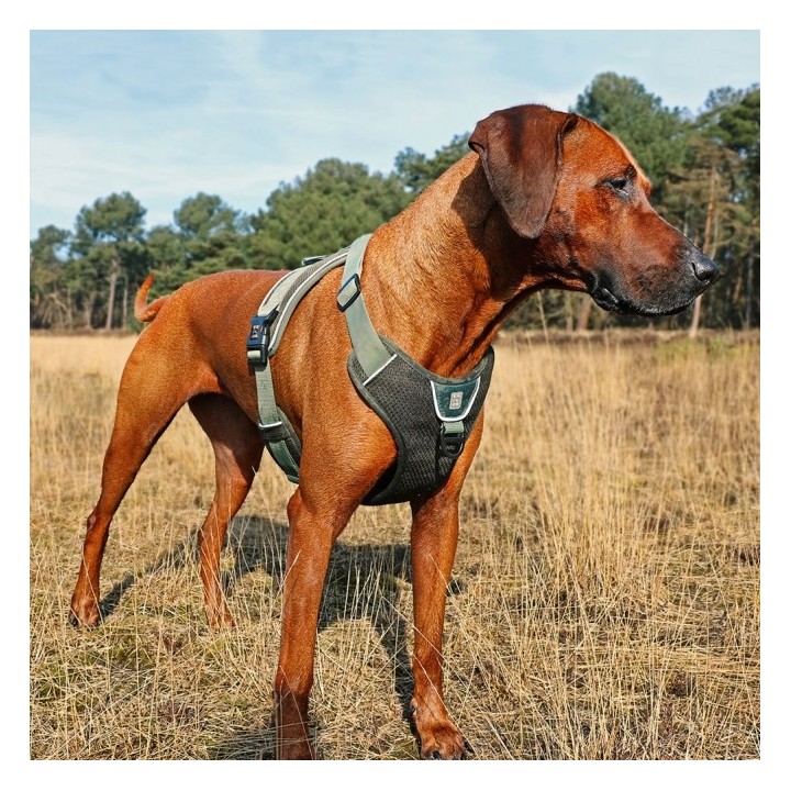 Duvoplus EXPLOR Ultimate Fit No-Pull-Geschirr - Undercover Green - M - 40-49cm - 49-65cm