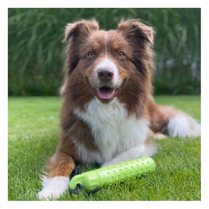 PROCYON Magic Treat Dummy