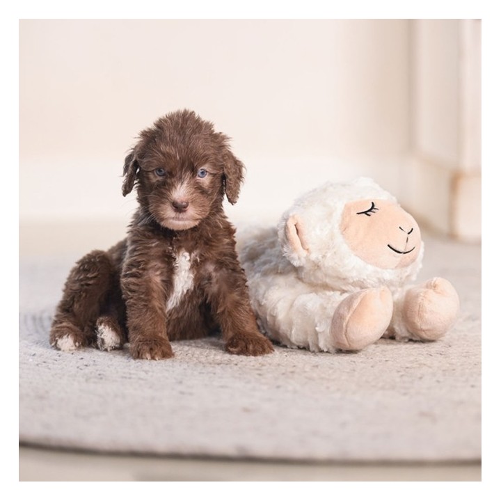 Beeztees Puppy Kuschelspielzeug Bowi
