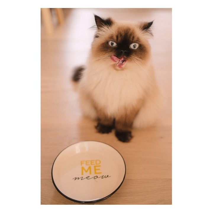 Duvoplus Katzennapf Stone Feed Me Meow