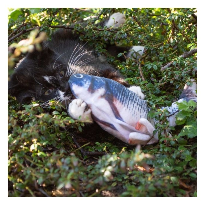Robocat Forelle - 30 cm